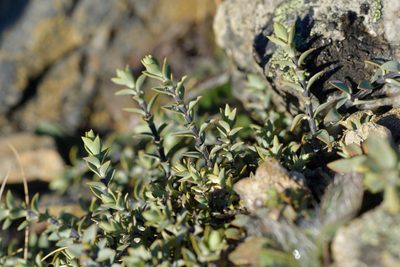 Veronica pimeleoides, photographed by Christopher Stephens