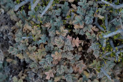 Acaena caesiiglauca, photographed by Christopher Stephens