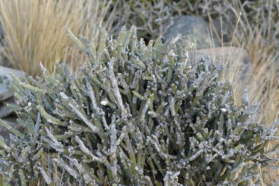 Carmichaelia crassicaulis, photographed by Christopher Stephens