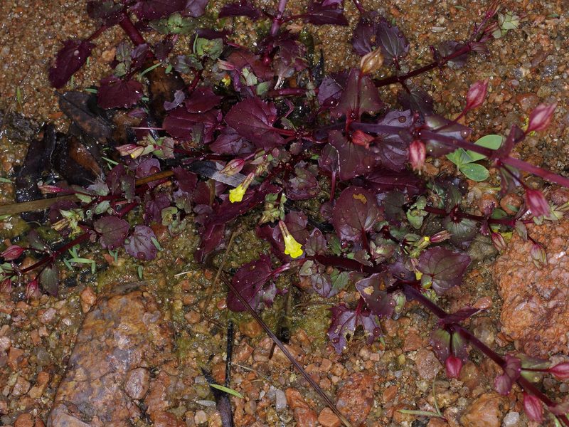 Erythranthe inamoena, photographed by Michelle W. （鍾偉瑋）