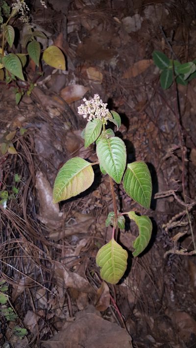 Iresine ajuscana, photographed by Eugenio Padilla