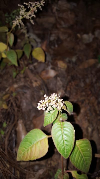 Iresine ajuscana, photographed by Eugenio Padilla