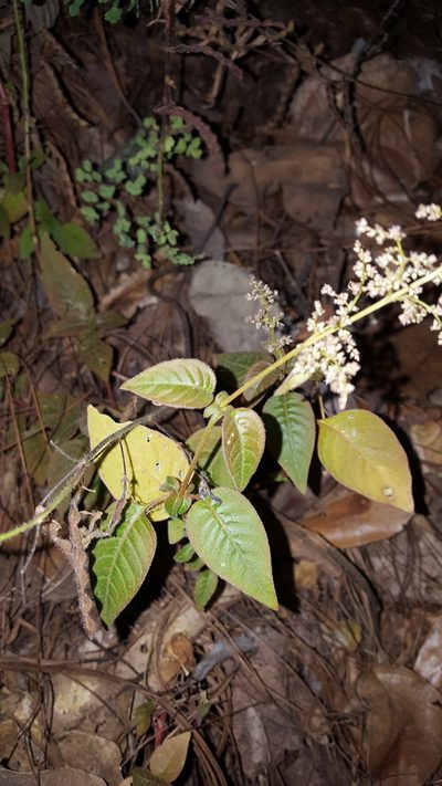 Iresine ajuscana, photographed by Eugenio Padilla