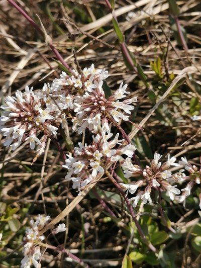 Noccaea praecox, photographed by Ljaž