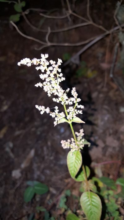 Iresine ajuscana, photographed by Eugenio Padilla