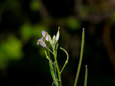 Streptanthus petiolaris, photographed by Michelle W. （鍾偉瑋）