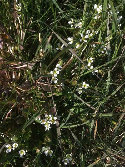 Cochlearia anglica, photographed by Josh Hedley
