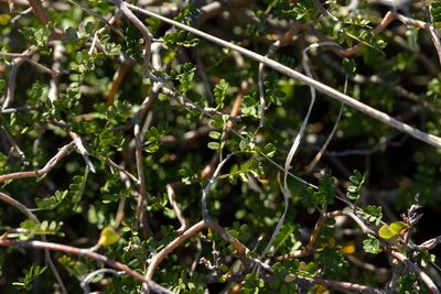 Sophora prostrata, photographed by Christopher Stephens