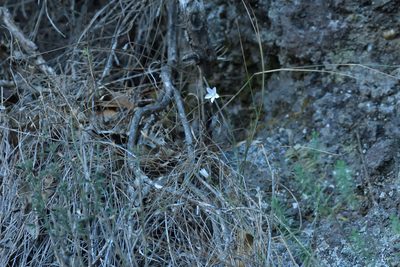 Wahlenbergia rupestris, photographed by Christopher Stephens