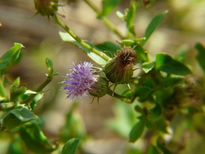 Blumea obliqua, photographed by Dinesh Valke