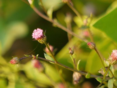 Blumea obliqua, photographed by Dinesh Valke