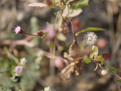 Blumea obliqua, photographed by Dinesh Valke