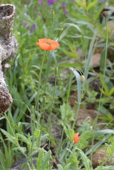 Papaver pinnatifidum, photographed by Paulo Martins