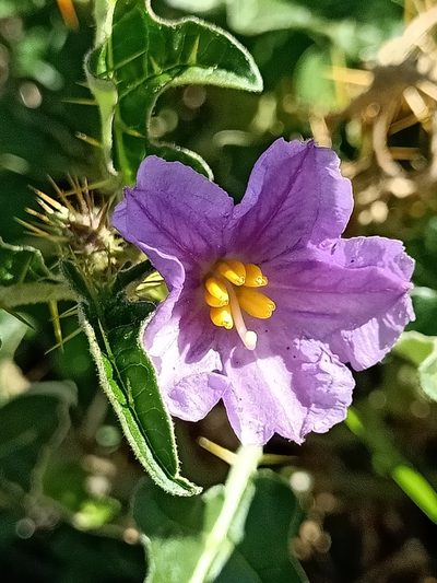 Solanum cinereum, photographed by Matthew Lincoln