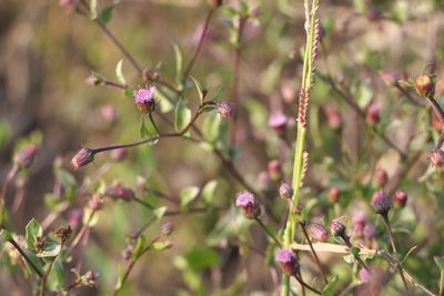 Blumea obliqua, photographed by Dinesh Valke
