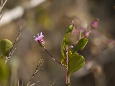 Blumea obliqua, photographed by Dinesh Valke