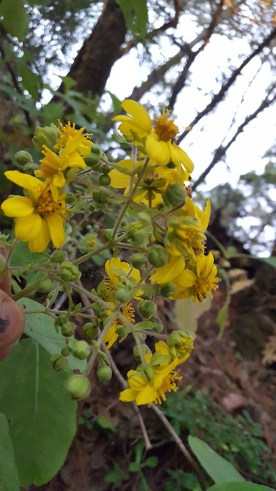Rumfordia floribunda, photographed by Eugenio Padilla