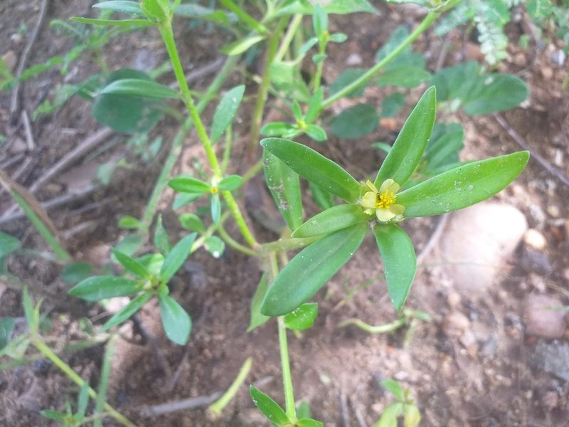 Portulaca mucronata, photographed by Breno Figueiredo