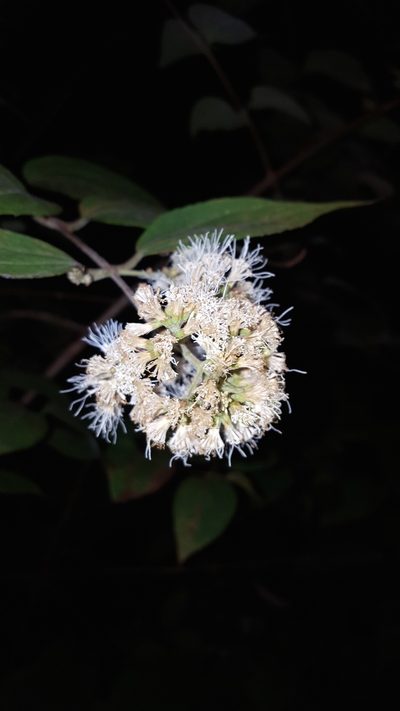 Ageratina areolaris, photographed by Eugenio Padilla