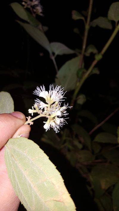 Ageratina areolaris, photographed by Eugenio Padilla