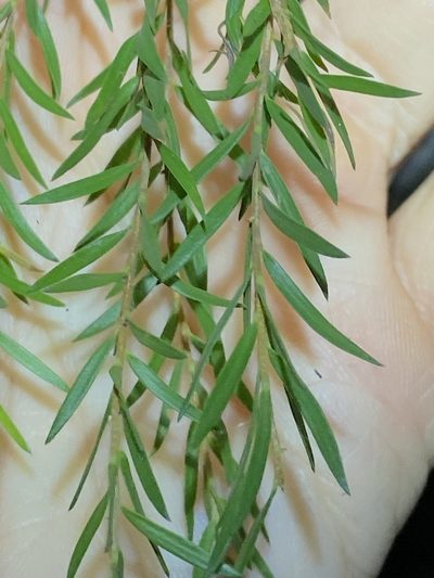 Melaleuca decora, photographed by Greg Tasney