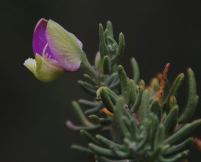 Polygala lasiosepala, photographed by Tony Rebelo