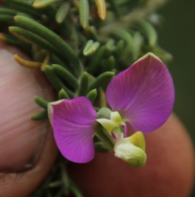 Polygala lasiosepala, photographed by Tony Rebelo