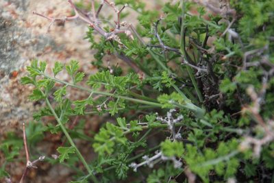 Pelargonium dasyphyllum, photographed by Tony Rebelo