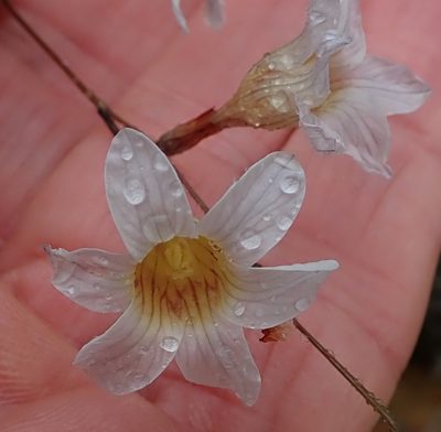 Ixia namaquana, photographed by Peter Warren