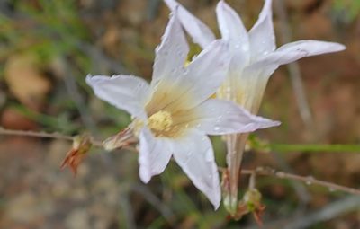 Ixia namaquana, photographed by Peter Warren
