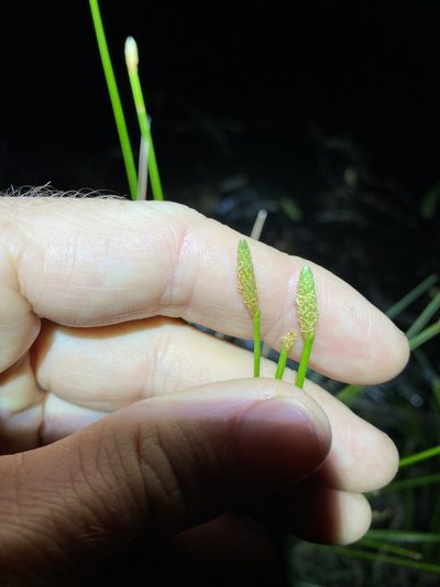 Eleocharis cylindrostachys, photographed by Greg Tasney
