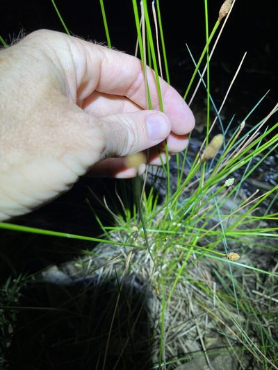 Eleocharis cylindrostachys, photographed by Greg Tasney