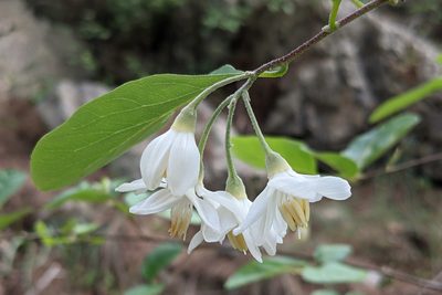 Styrax officinalis, photographed by Kristof Zyskowski