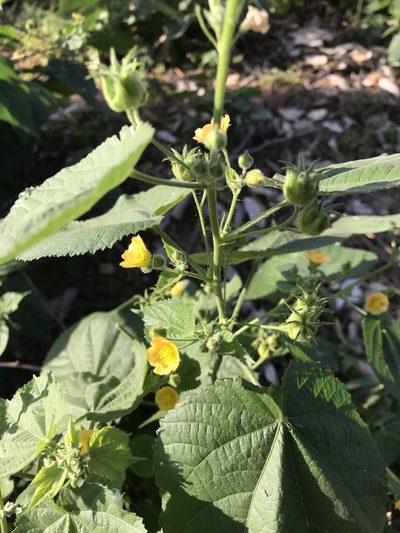 Abutilon ramosum, photographed by rosshawkins