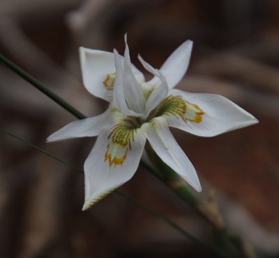 Moraea filicaulis, photographed by Tony Rebelo