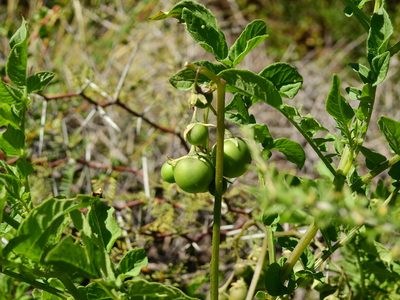 Solanum kurtzianum, photographed by Guillermo Debandi