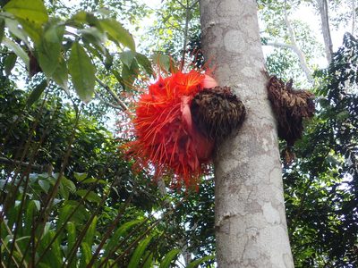 Brownea macrophylla, photographed by Julien Renoult