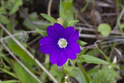 Legousia speculum-veneris, photographed by Kristof Zyskowski