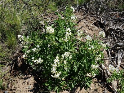 Solanum kurtzianum, photographed by Guillermo Debandi