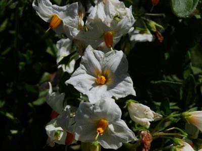 Solanum kurtzianum, photographed by Guillermo Debandi