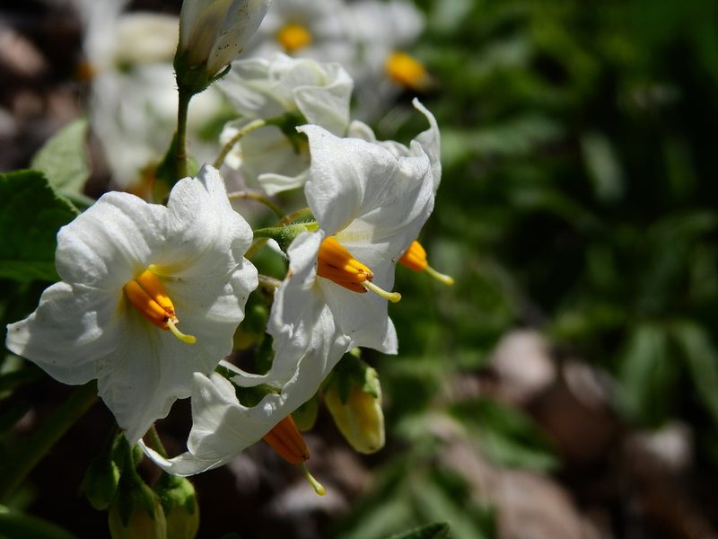 Solanum kurtzianum, photographed by Guillermo Debandi