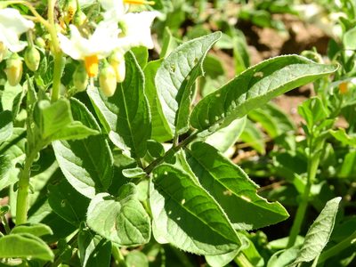 Solanum kurtzianum, photographed by Guillermo Debandi