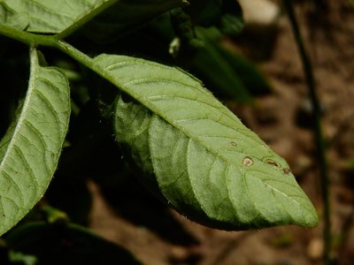 Solanum kurtzianum, photographed by Guillermo Debandi