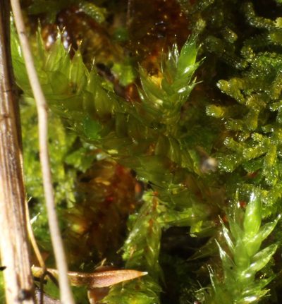 Rhacocarpus rehmannianus, photographed by Em Lamond