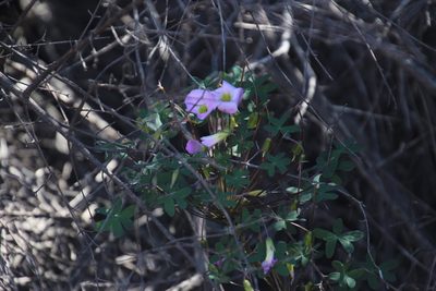Oxalis comosa, photographed by Tony Rebelo