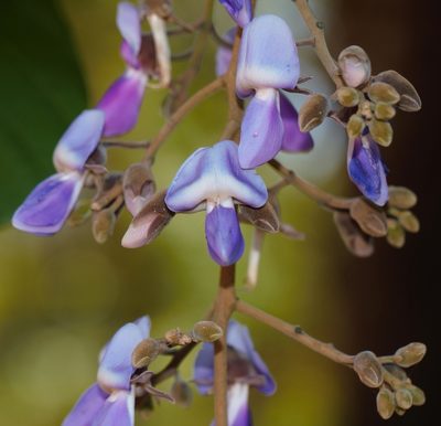 Millettia stuhlmannii, photographed by i_c_riddell