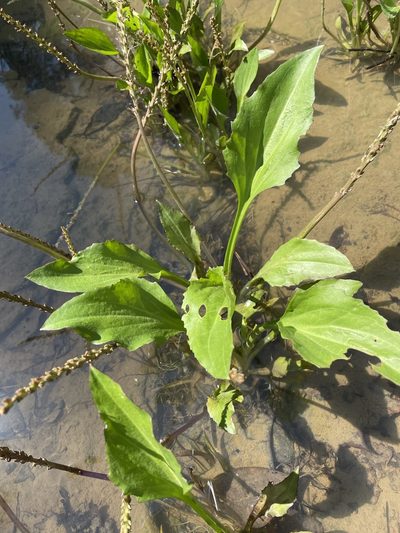Plantago cordata, photographed by Noah Yawn