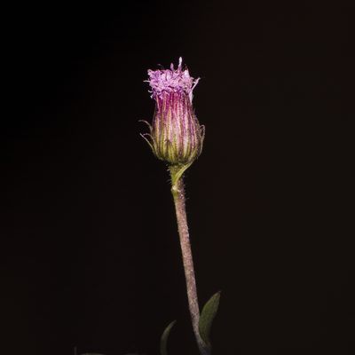 Blumea obliqua, photographed by S.MORE