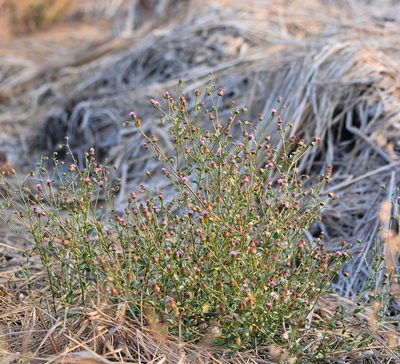 Blumea obliqua
