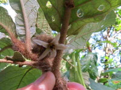 Solanum castaneum, photographed by Victor Farjalla Pontes